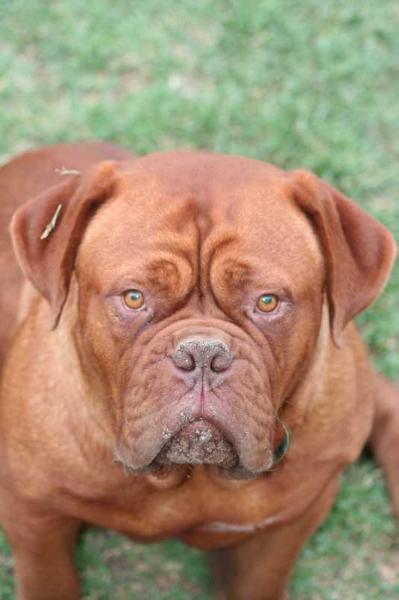 TrueToDogues Ruby | Dogue de Bordeaux 