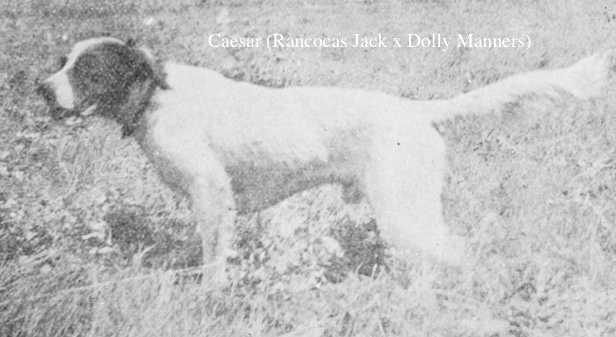 Caesar (Rancocas Jack x Dolly Manners) | English Setter 