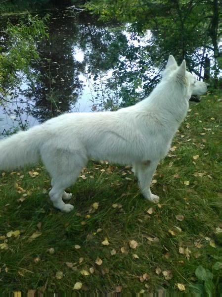 Krokodil Dandi Otvajny Ohotnik | White Swiss Shepherd Dog 