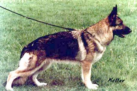 Ursa von Arlett | German Shepherd Dog 