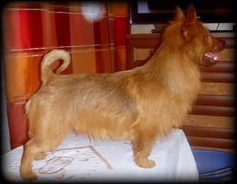 YakoGor ORANGE HAPPINESS | Australian Terrier 