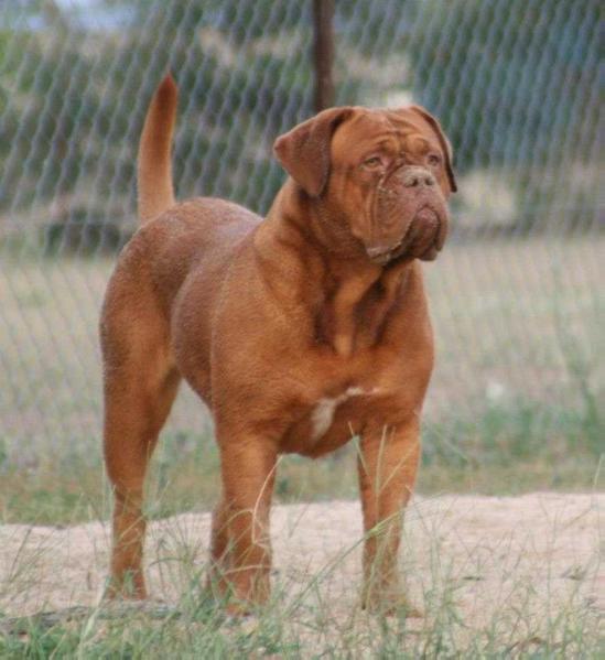 Jerivindi Shala | Dogue de Bordeaux 