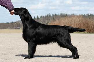 Flat Power Criminal Intent | Flat-Coated Retriever 