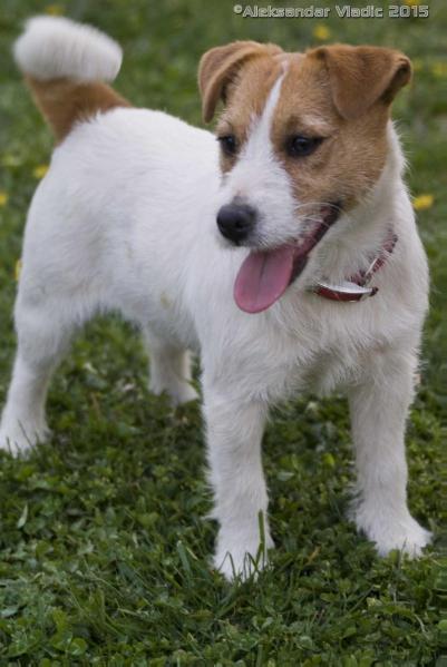 Shiva | Jack Russell Terrier 