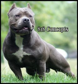 BLUESTEEL'S REMY ON THA ROCKS | American Pit Bull Terrier 