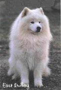 Irkuksen Genghis Khan | Samoyed 