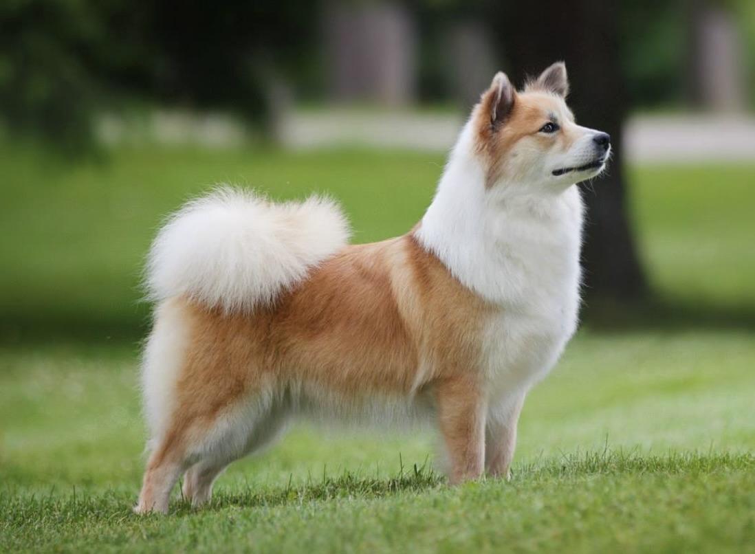 Hidow Stassa Nella Frá Thrymheim | Icelandic Sheepdog 