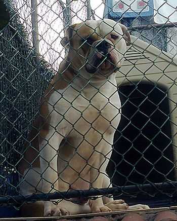 Correia's Tyson | American Bulldog 