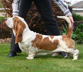 Ice Cream Van Grunsven | Basset Hound 