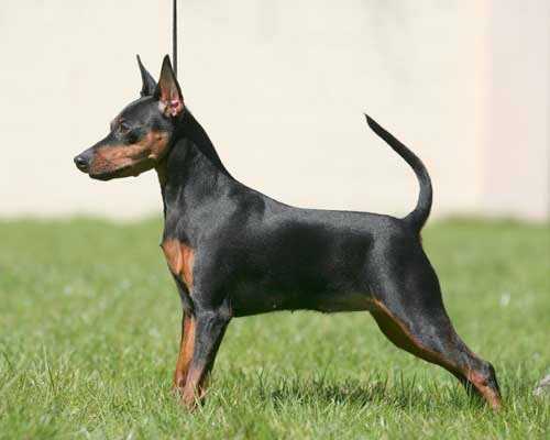 Semper Ante Don't Worry be Happy | Miniature Pinscher 