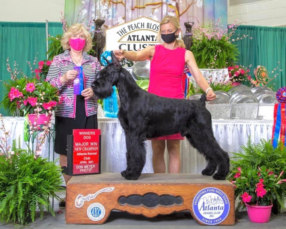 VALHALLA HISTYLE OTHELLO | Giant Schnauzer 