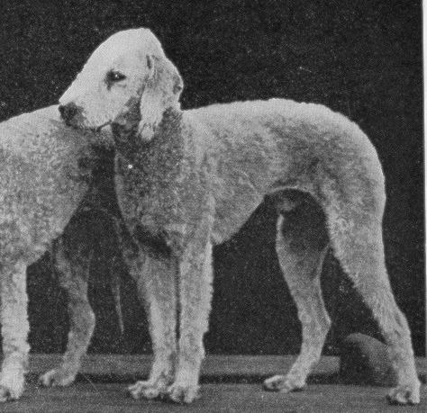 Sudston Paladin | Bedlington Terrier 