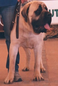 Sir Kevin | Mastiff 