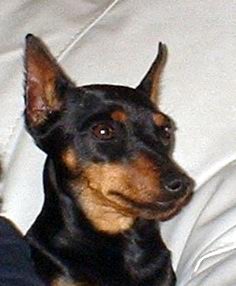 Astra G.D.S. | Miniature Pinscher 