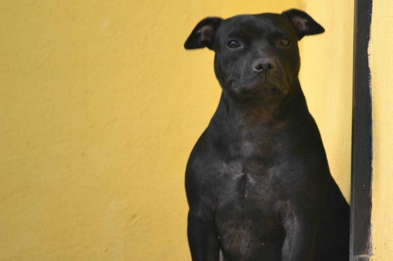 SINERGIABULLS DARK LADY | Staffordshire Bull Terrier 