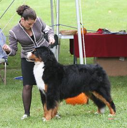 Keilissa Spicy Blend V Erlise | Bernese Mountain Dog 