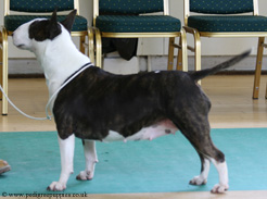 Bluepoint Pretty Special | Bull Terrier 