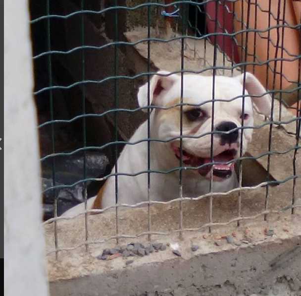 kiara dos arrifes | American Bulldog 