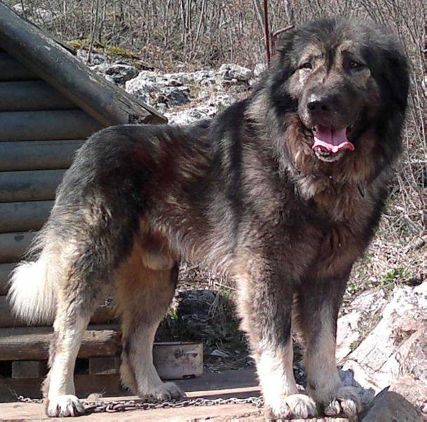 Murko Tarzan Suvodo | Yugoslavian Shepherd Dog-Sarplaninac 