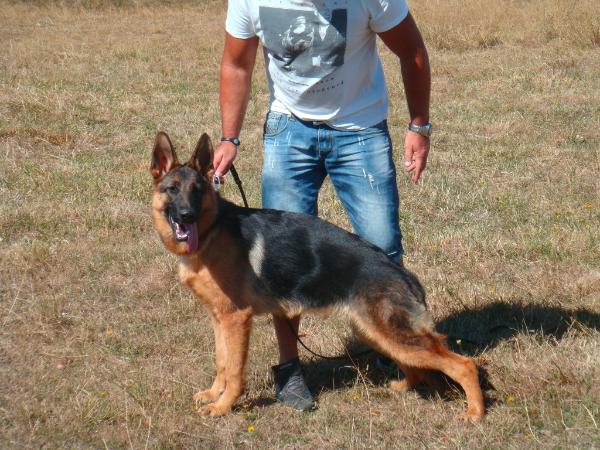 Nana von Vifor | German Shepherd Dog 