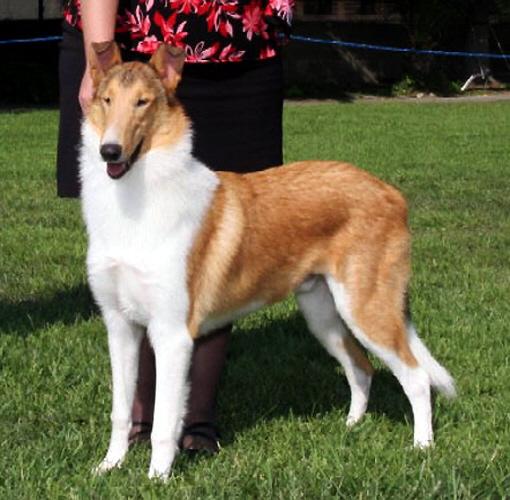 Classique Don Juan de Carlos | Smooth Collie 