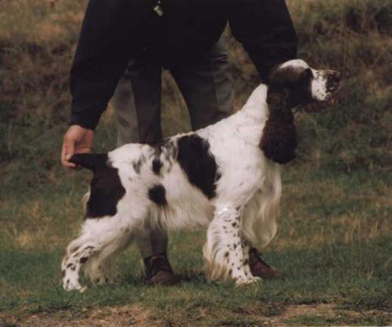 Mompesson Winter Storm | English Springer Spaniel 