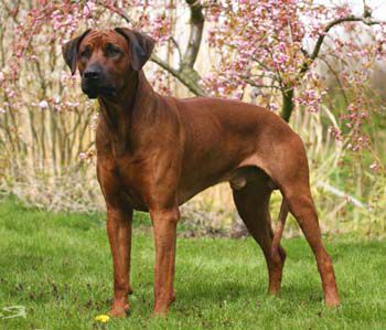 Ye Japha Ben Shemen | Rhodesian Ridgeback 