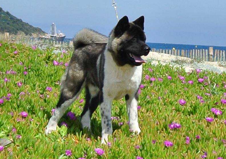 Caneden Judge Dredd aka Justice | Akita 