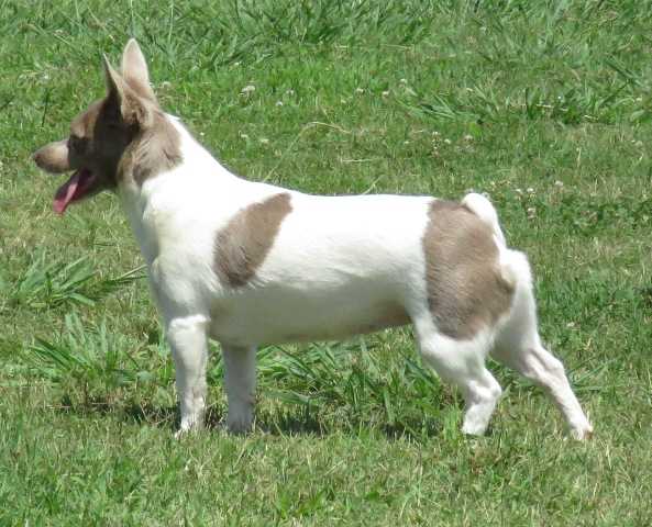 Aspen's Give Me Wings NB | Teddy Roosevelt Terrier 