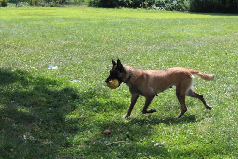 Bella vom schmidt | Belgian Malinois 