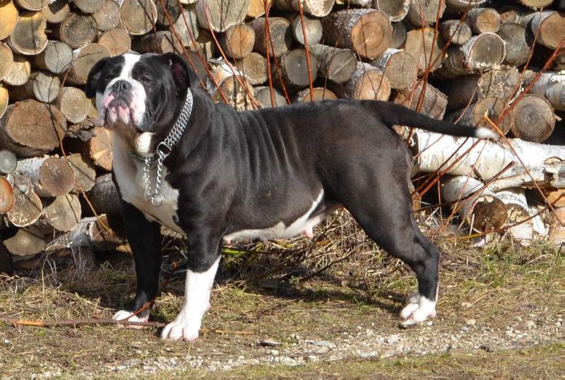 Bullforce Buffy | Olde English Bulldogge 