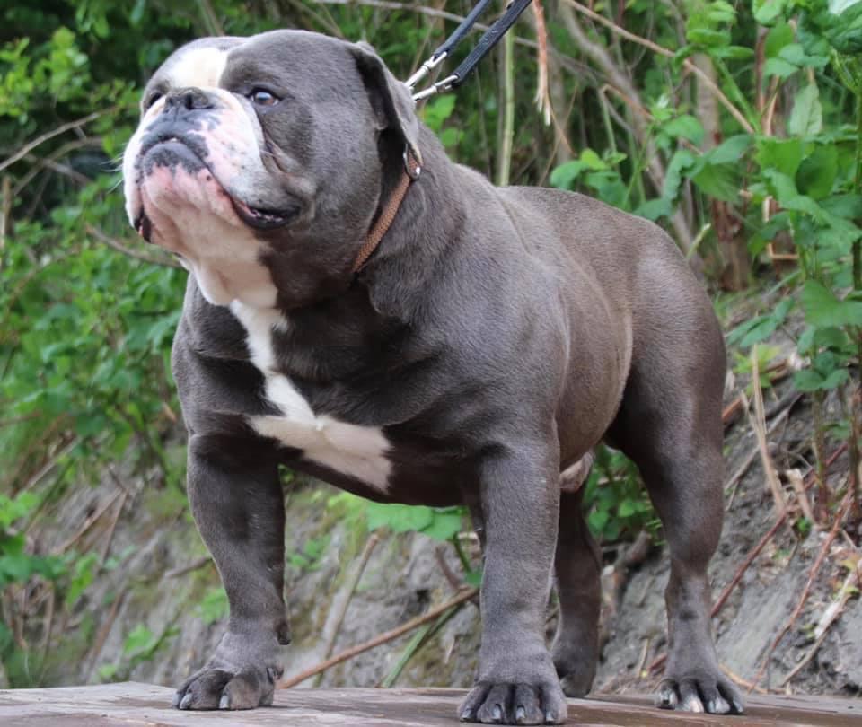 Coastbulls Blade | Olde English Bulldogge 