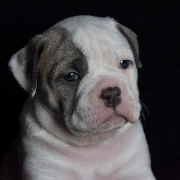 Bulls of Anarchy Dembe | Olde English Bulldogge 