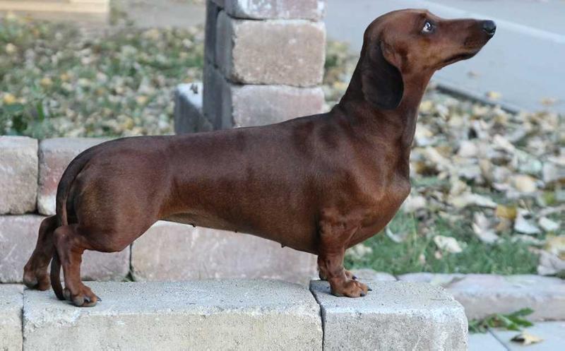 Kirota's Aglaja | Dachshund 
