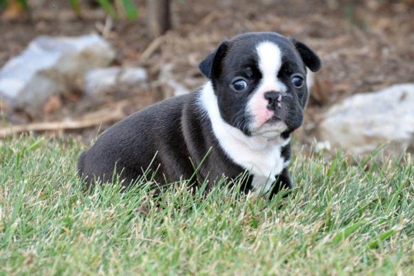 Jazmine Haga | Boston Terrier 