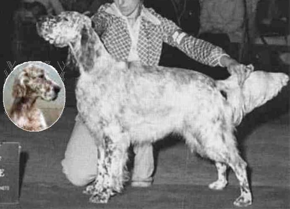 Kadons Flying High | English Setter 
