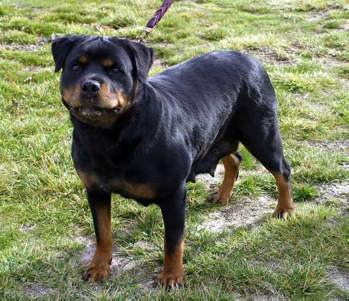 BEEWTY VOM KING BREED ROTTWEILER | Rottweiler 