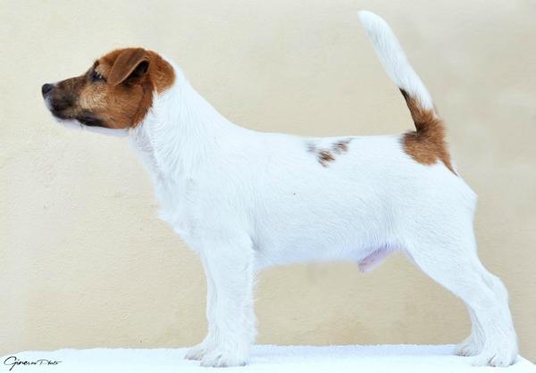 Jinn di Villa Antica | Jack Russell Terrier 