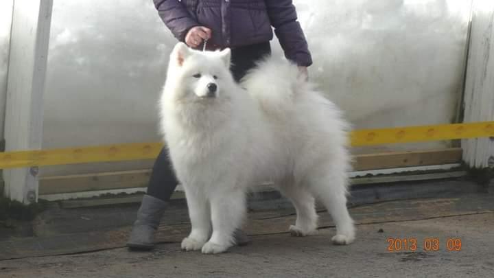 Fairplay Fenris Of Karasea | Samoyed 