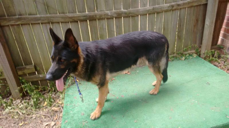 Shane Von Michael Haus | German Shepherd Dog 