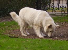 Yukin Dagma Van't Sarsven | White Swiss Shepherd Dog 