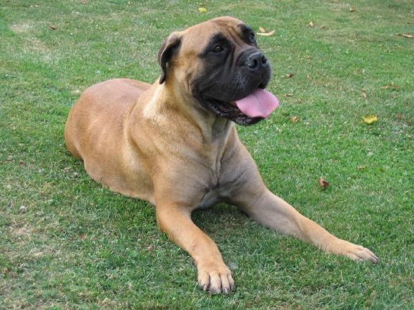 Charlotte du mont de l'Aigle | Bullmastiff 