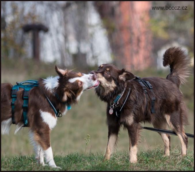Berno've PoomPom | Rough Collie 