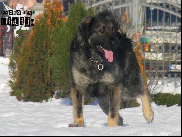 Luna | Yugoslavian Shepherd Dog-Sarplaninac 