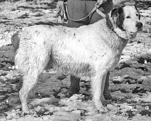 Sona en Sary | Central Asian Shepherd Dog 