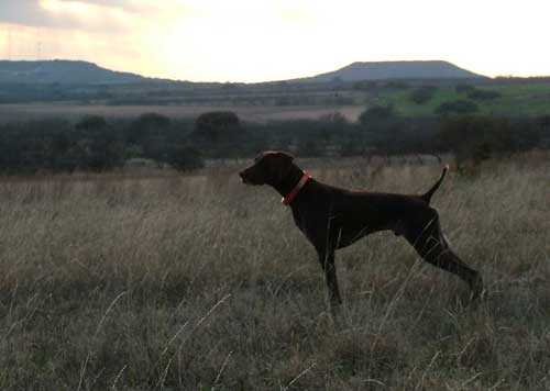 CADENS COUPE DEVILLE IMP USA | German Shorthaired Pointer 