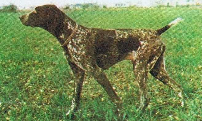 Mylord de la Mare aux Loups | German Shorthaired Pointer 