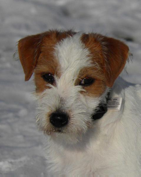 Jolly Velia ANVIK | Jack Russell Terrier 