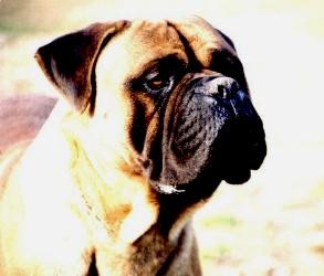 Fenton de Agafa l'Ase | Bullmastiff 