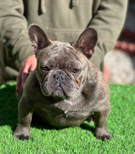 RRBullyz Koronita | French Bulldog 